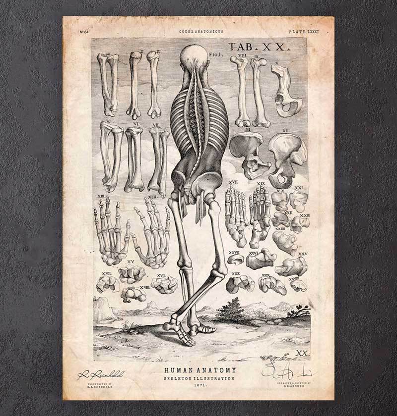 The Human Skeleton print by Vintage Educational Collection