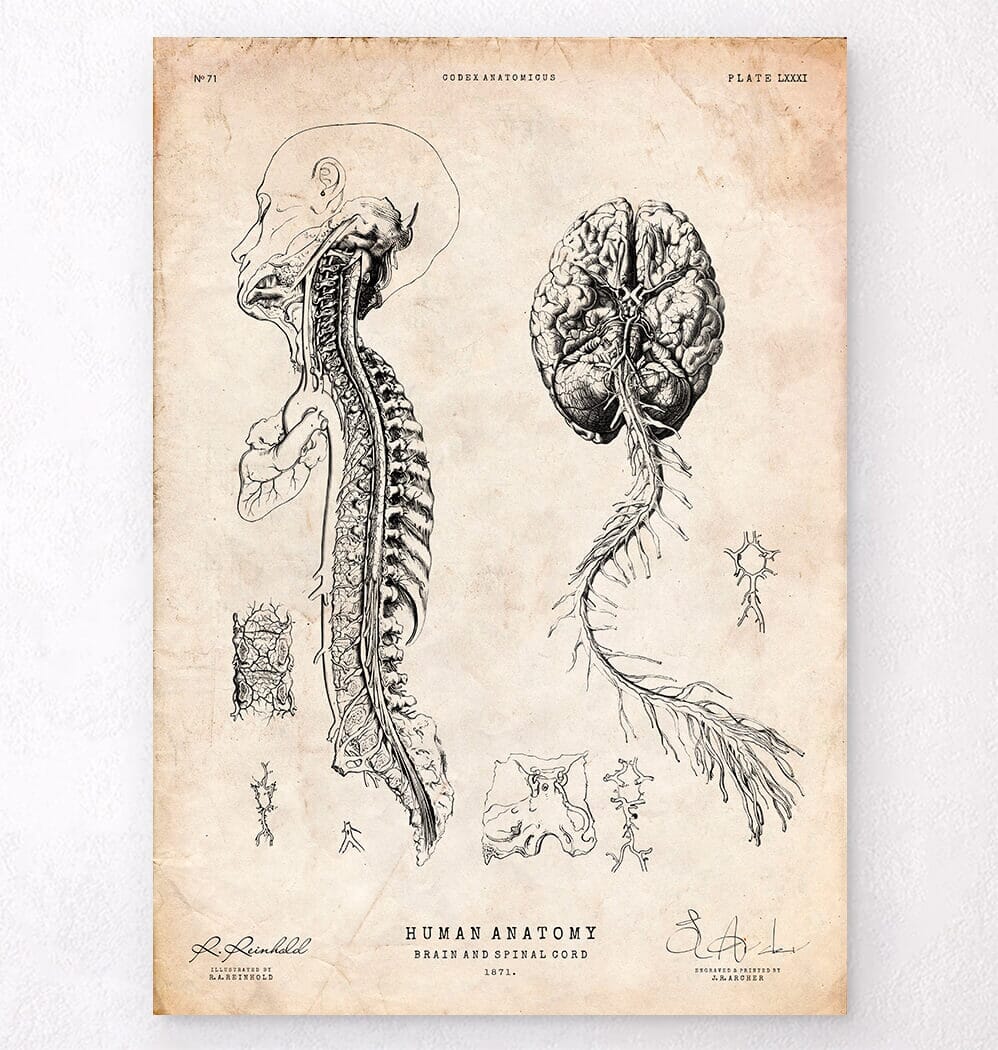 A Back View Of The Brain And Spinal Cord, Vintage Line Drawing Or Engraving  Illustration. Royalty Free SVG, Cliparts, Vectors, and Stock Illustration.  Image 133019411.