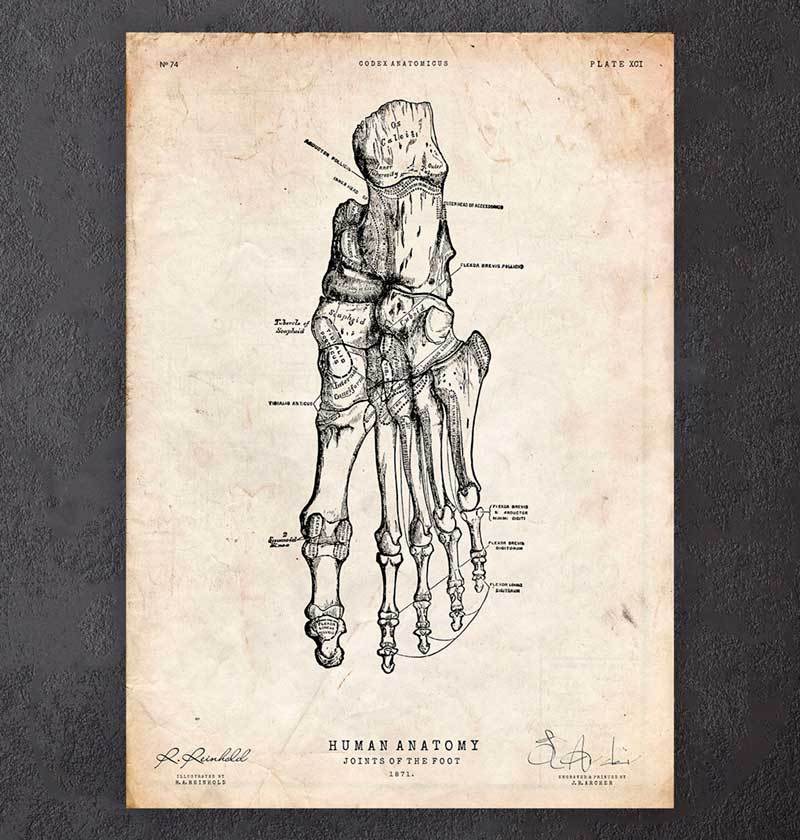 Foot anatomy art print
