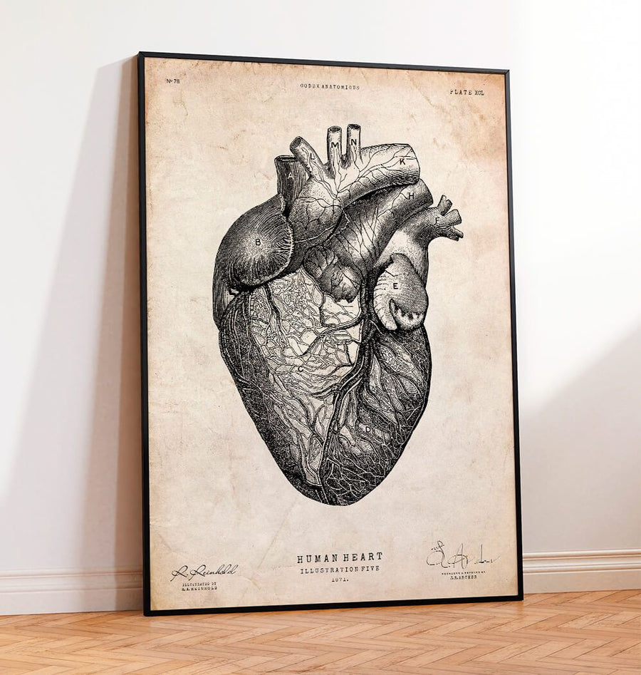 Vintage anatomy poster of a human heart by codex anatomicus