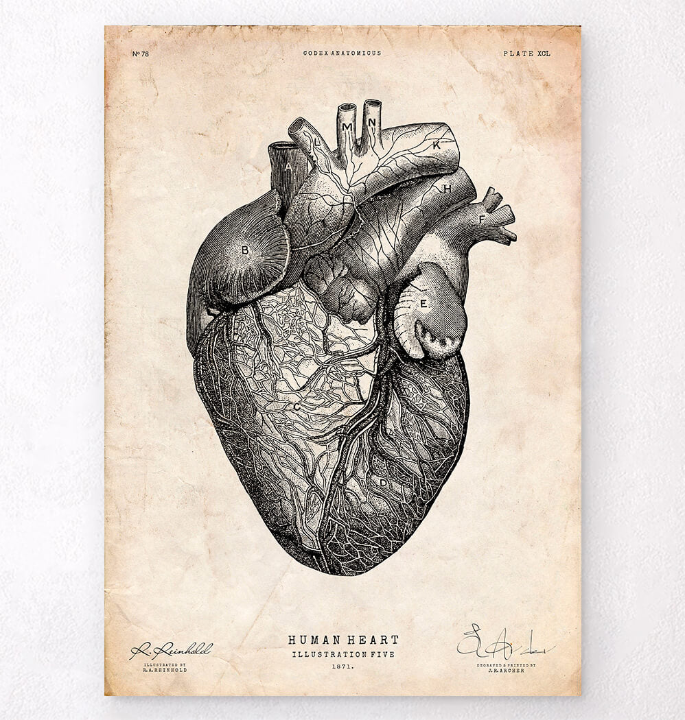 Vintage Heart Medical Illustration 593 Vintage Anatomical Heart