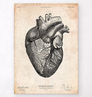 Anatomical heart poster