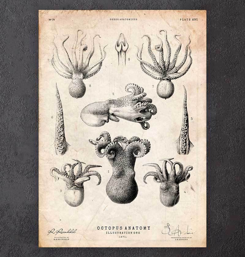 Octopus anatomy poster