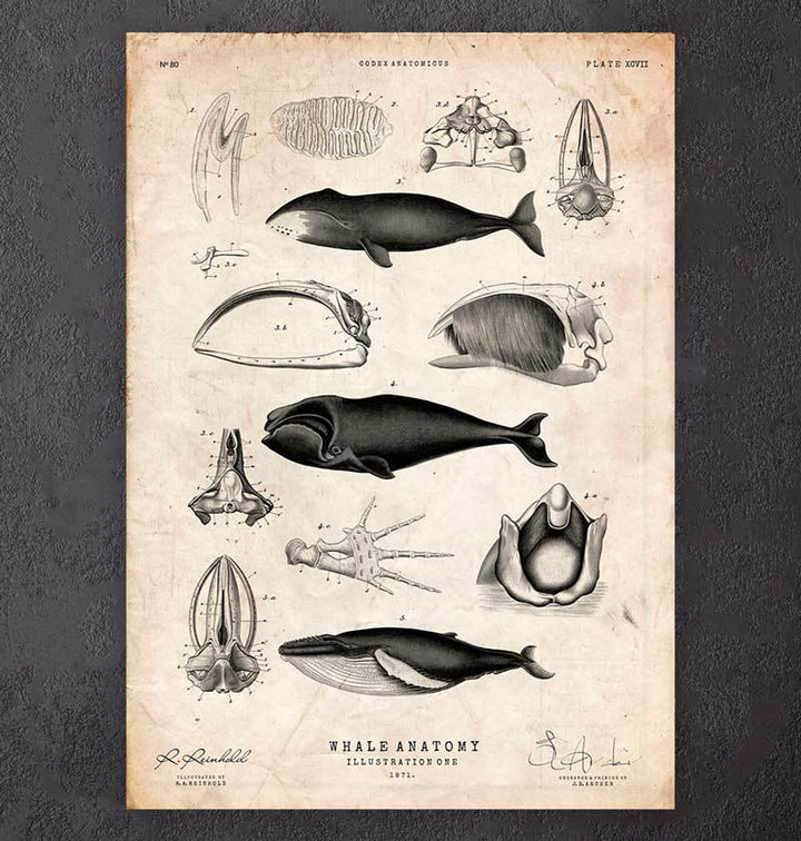 Whale anatomy print