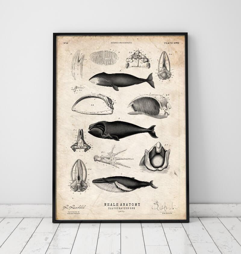 Whale anatomy art print by Codex Anatomicus