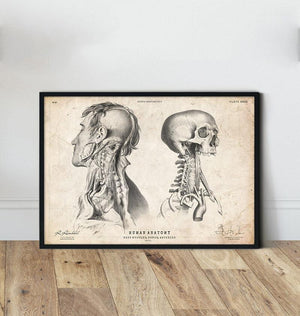 vintage head anatomy poster by codex anatomicus