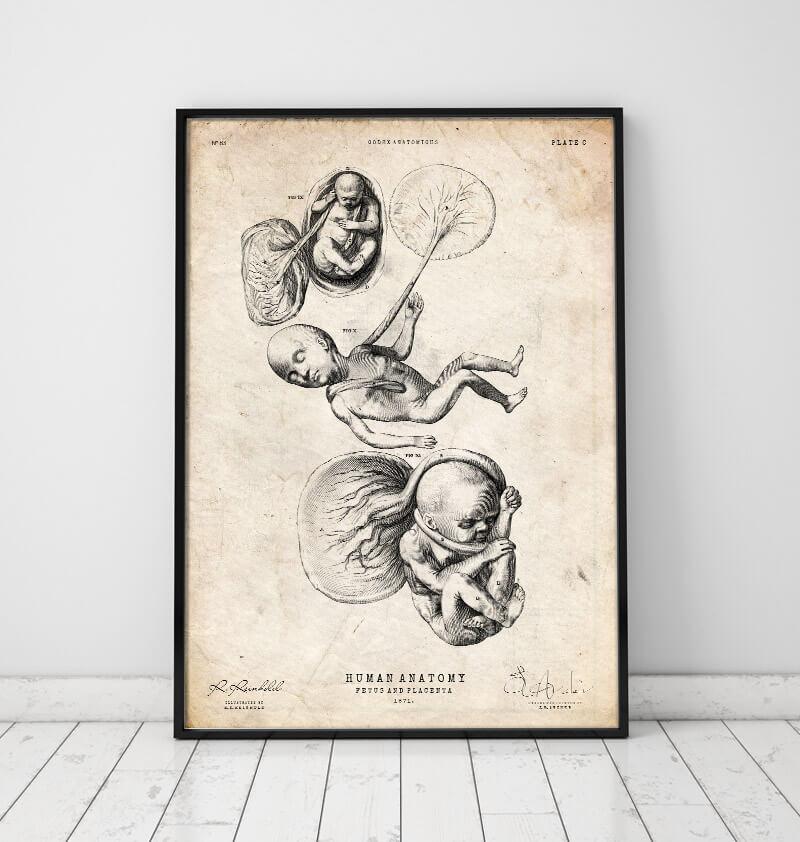 Womb anatomy poster by Codex Anatomicus