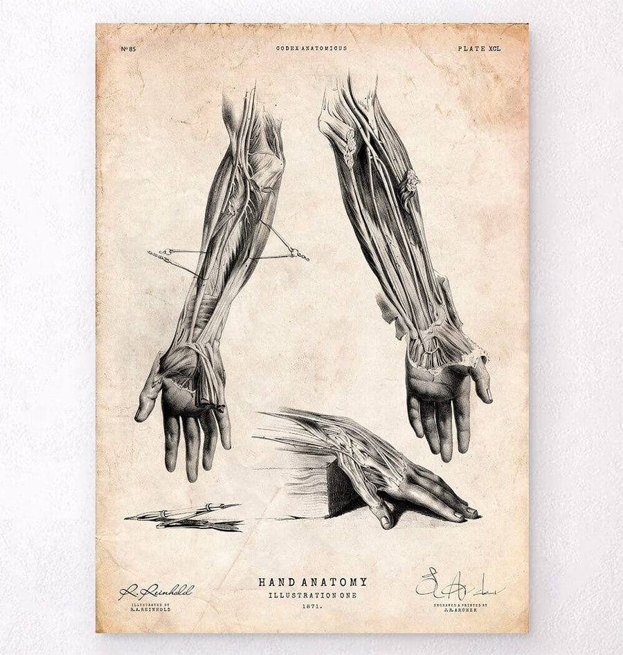 human hand drawing bones