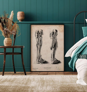 Human leg vintage anatomy art print