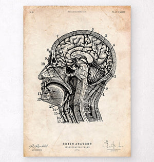 Brain sections anatomy poster