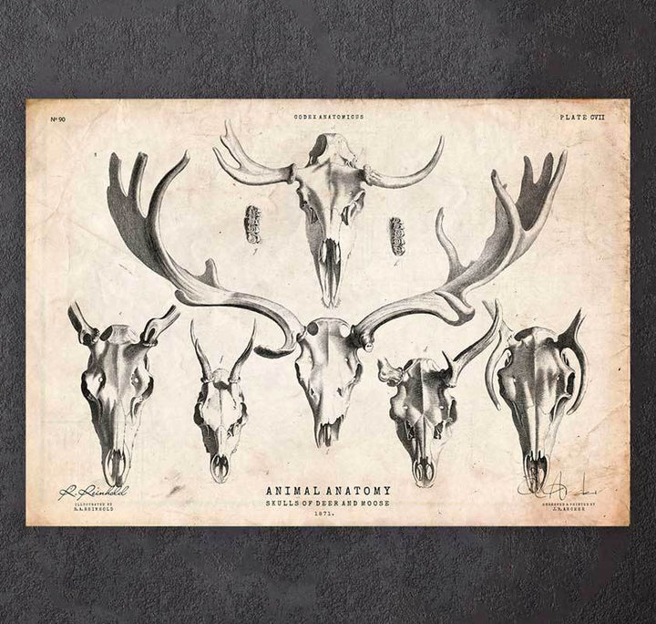 Deer and moose skulls art