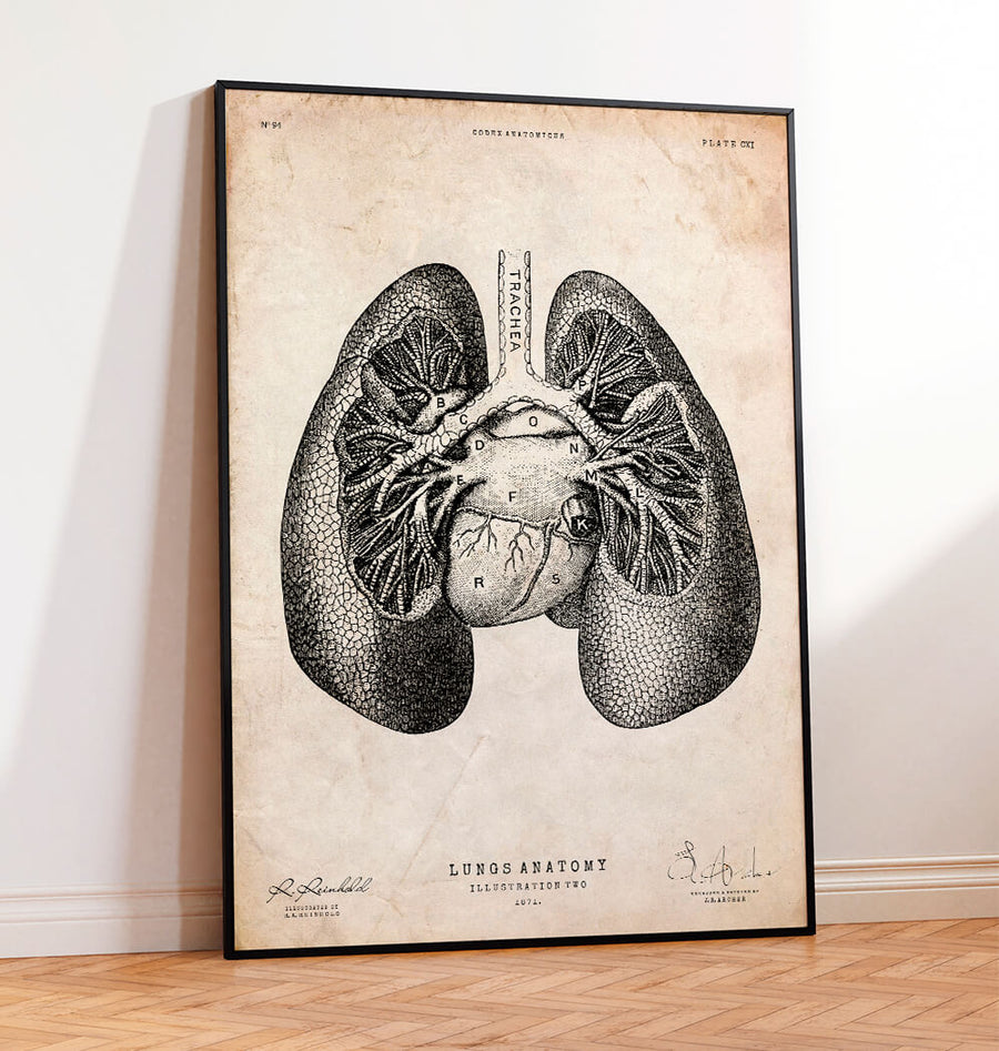 Vector Illustration Of Lungs. Doodle Drawing Of Human Organ. Royalty Free  SVG, Cliparts, Vectors, and Stock Illustration. Image 88430495.