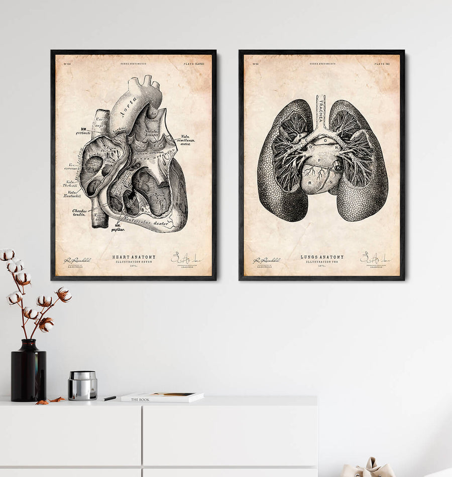 Lung anatomy print II
