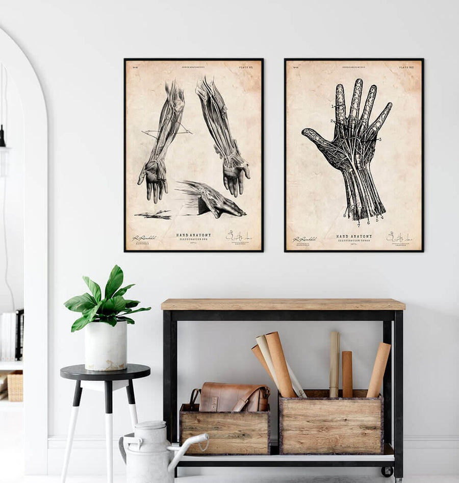 Hand anatomy poster