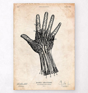 Hand anatomy art print