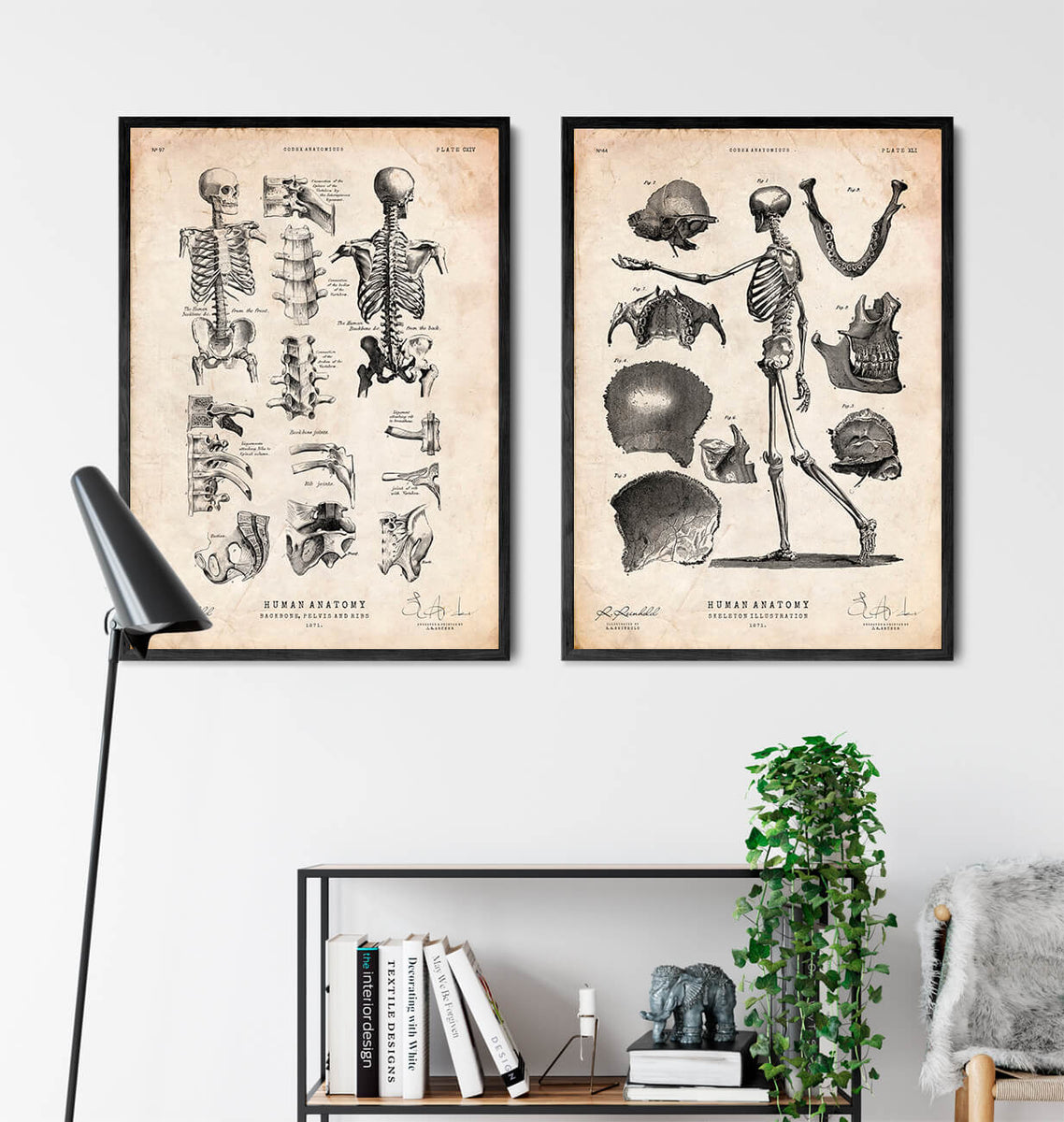 Skeleton Chart Example Human skeleton chart - Codex Anatomicus