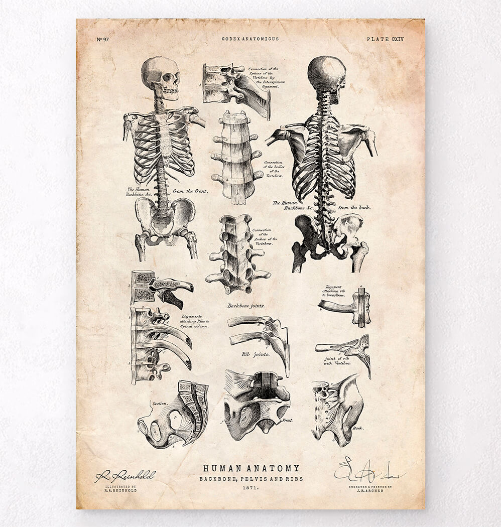 Planche Scolaire Murale - Anatomie - Squelette Humain - Bleu Gris Négatif -  40x40cm - Tableau Canvas