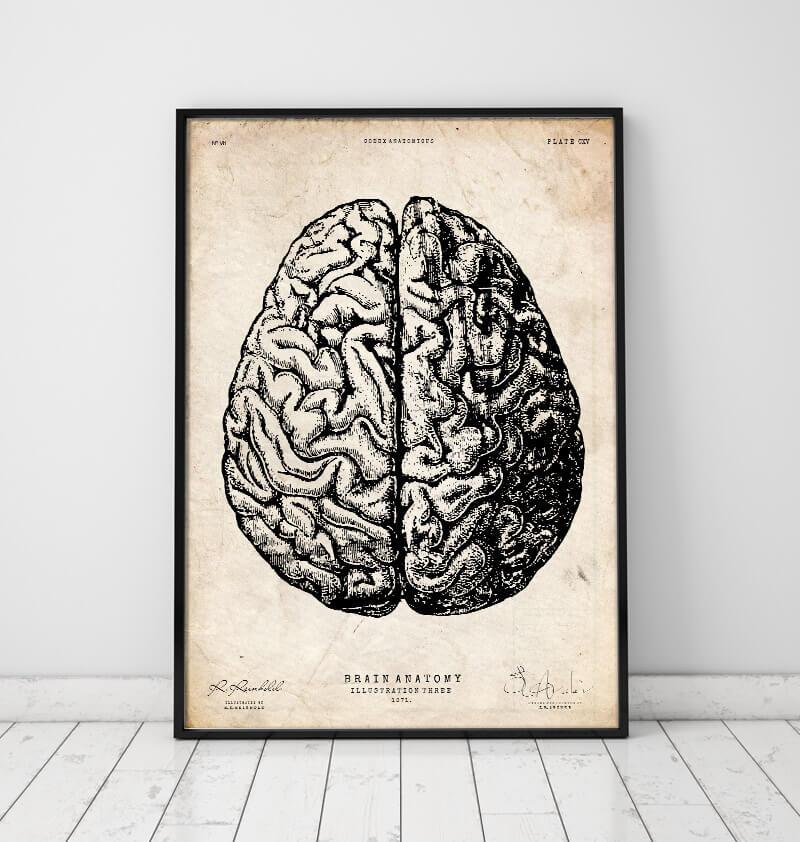 Buy Brain Drawing Anatomy Fine Art Print Human Artwork Online in India   Etsy