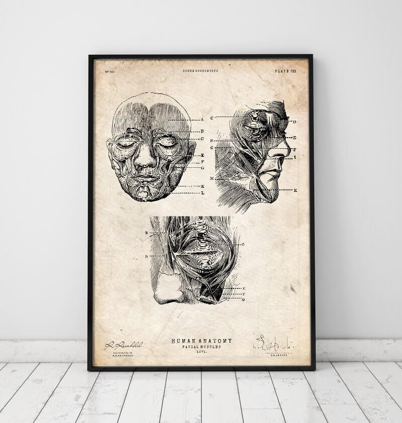 Facial anatomy poster