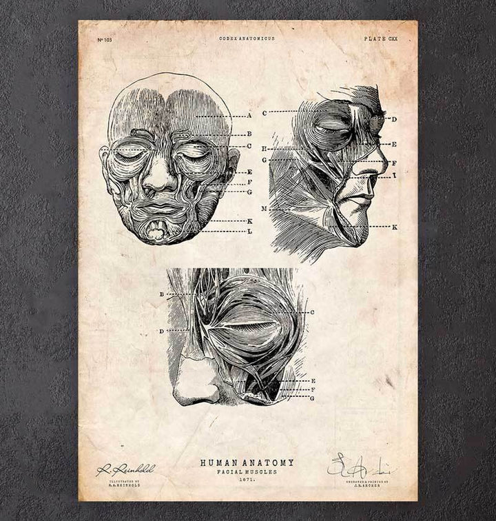Face anatomy art