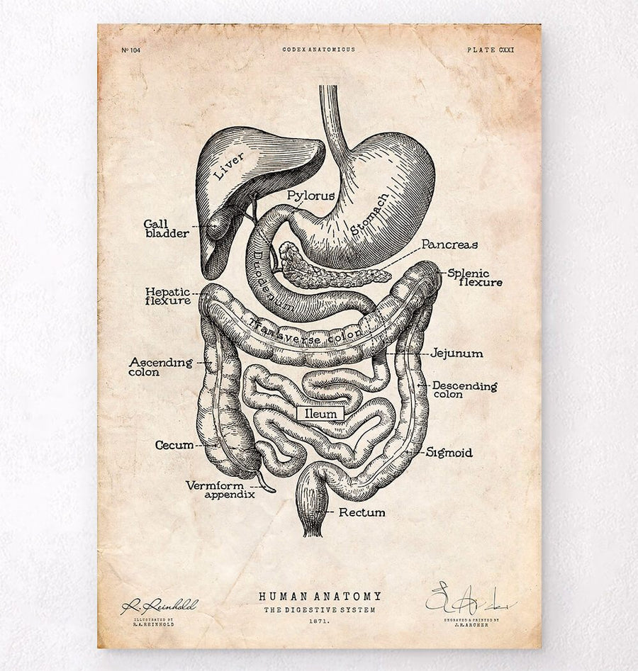 Digestive system vintage anatomy print - Codex Anatomicus