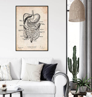 Digestive system poster