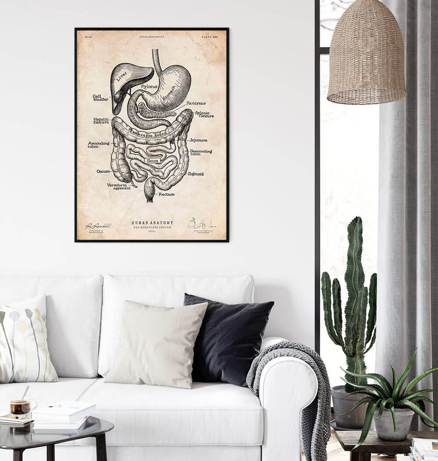 Digestive system anatomy print - Codex Anatomicus