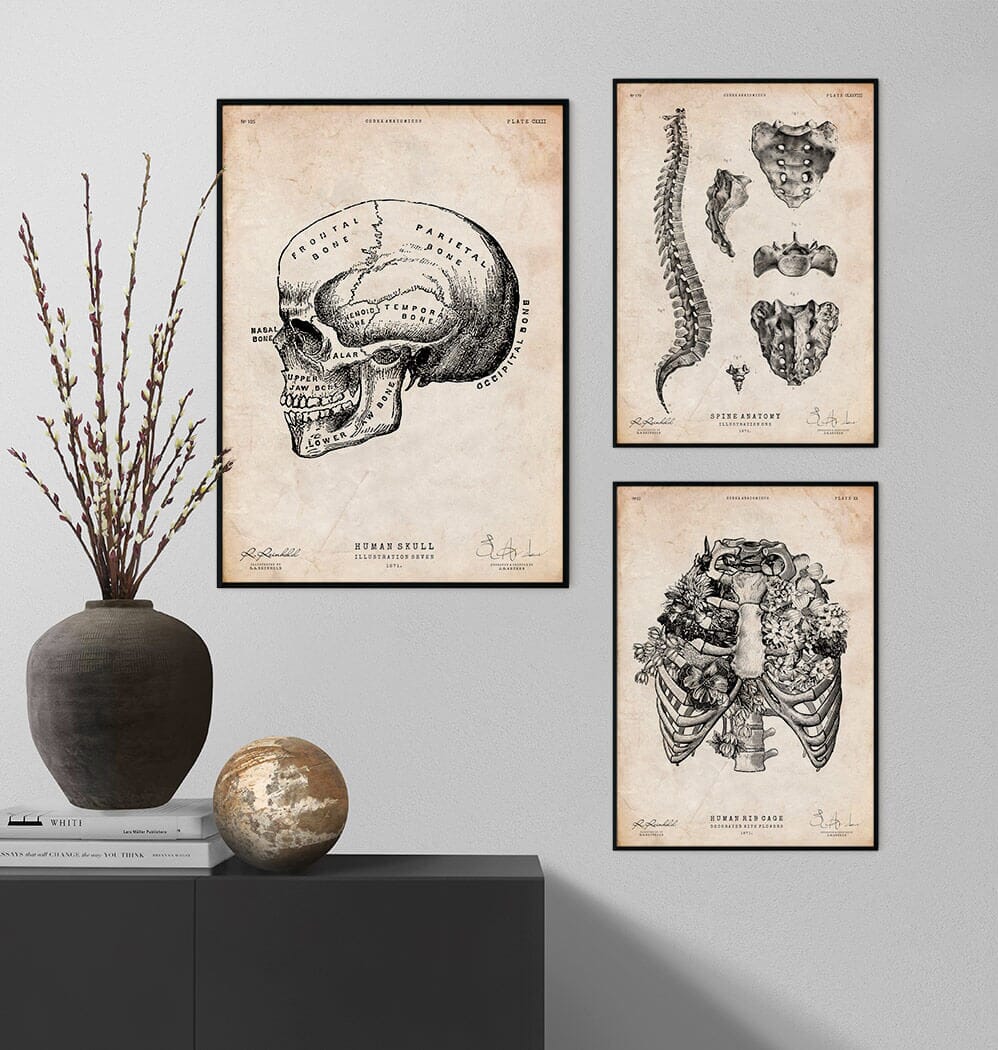 Human skull print IX - Codex Anatomicus