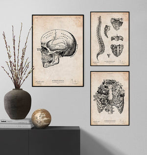 Anatomy art print - skull, spine, ribcage
