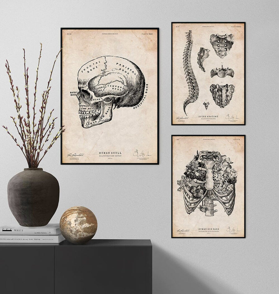 Human skull drawing - Codex Anatomicus