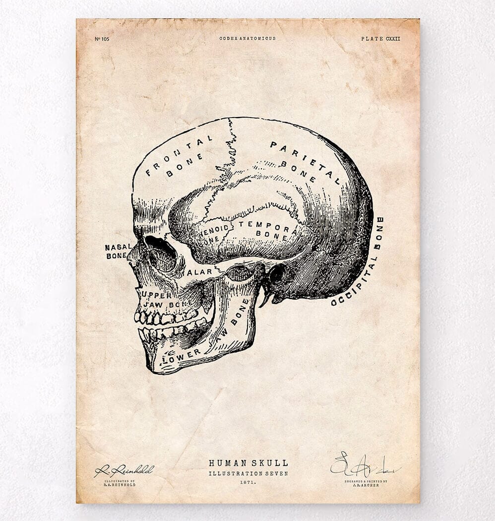 Imprimé squelette humain IV - Codex Anatomicus