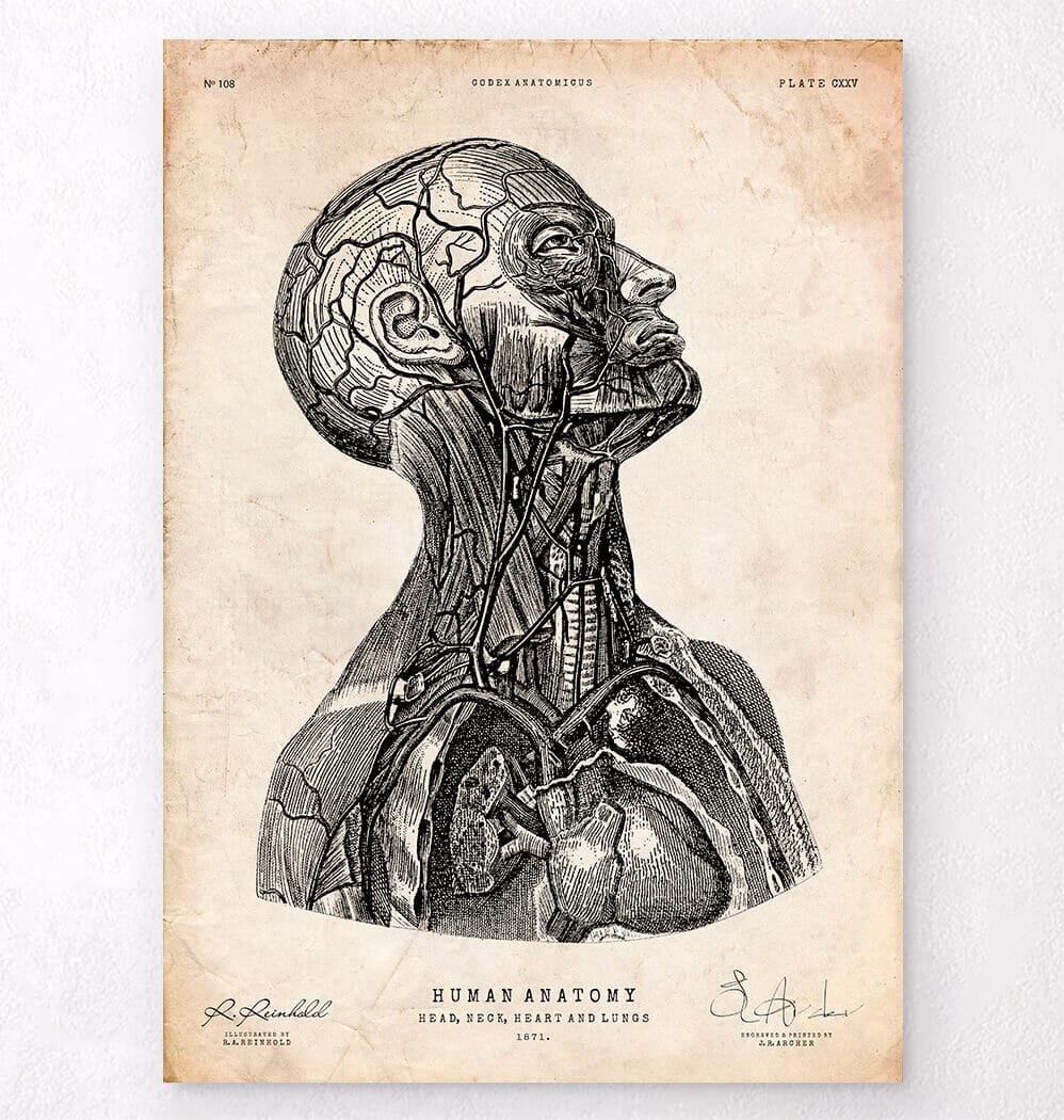 Upper body anatomy art - Codex Anatomicus