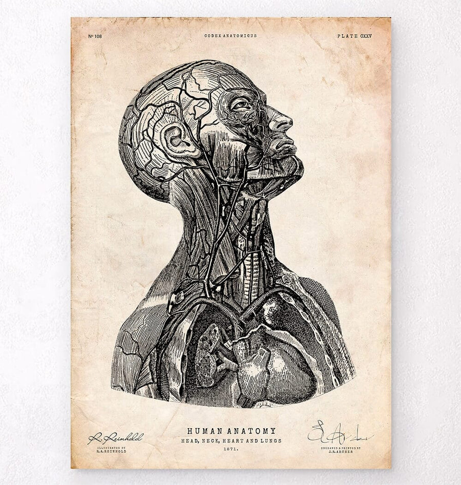 Vintage anatomy poster