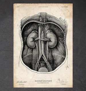Kidney anatomy poster
