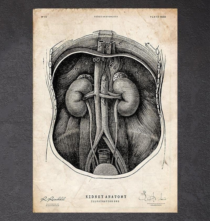 Ear anatomy sticker - Codex Anatomicus