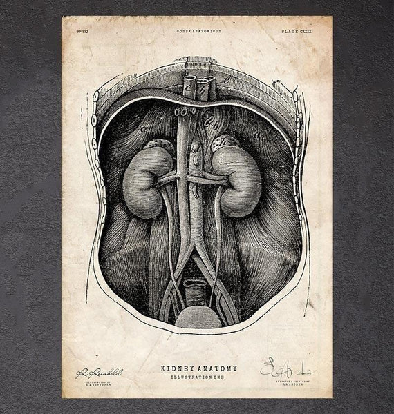 Deer anatomy poster – Codex Anatomicus