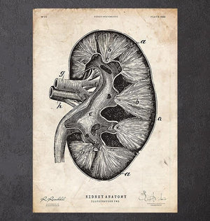 Kidney anatomy diagram