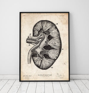 kidney anatomy art print in a frame by codex anatomicus