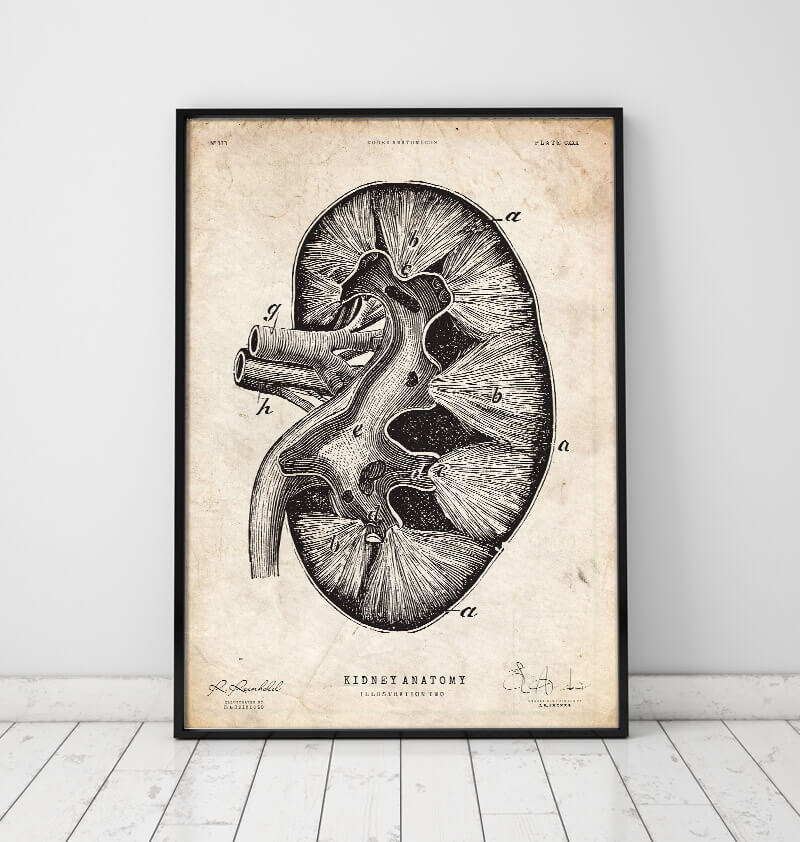 Kidney Anatomy Art Set of 2, Human Kidneys Anatomy Printable Wall Art Set,  Medical Office Decor, Nephrology Poster - Etsy
