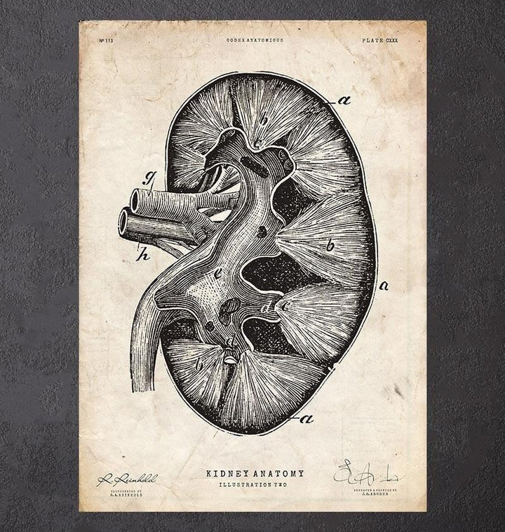 Kidney anatomy diagram