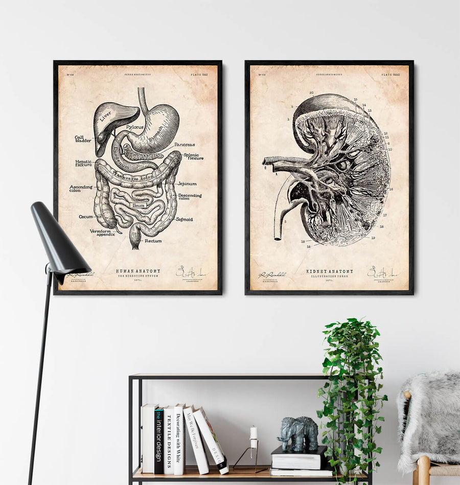 Digestive system anatomy print - Codex Anatomicus