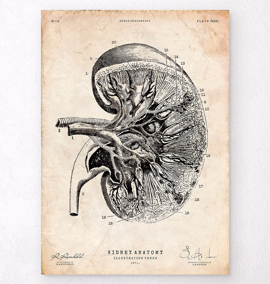 Vintage kidney anatomy poster