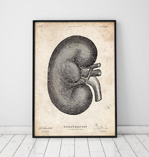 Kidney anatomy art poster by Codex Anatomicus