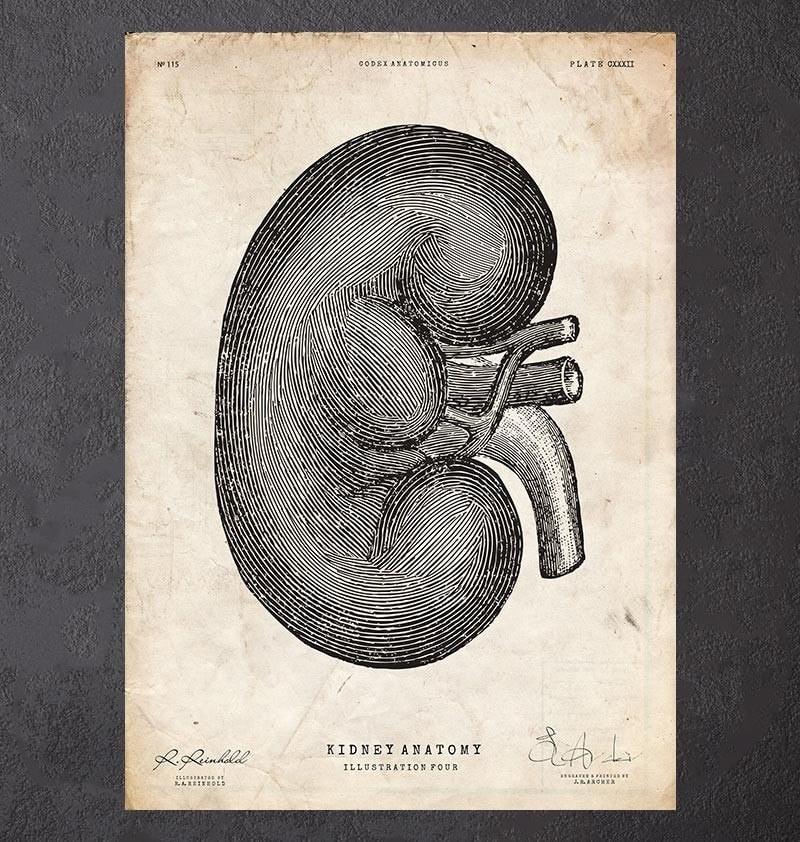 Kidney anatomy art poster
