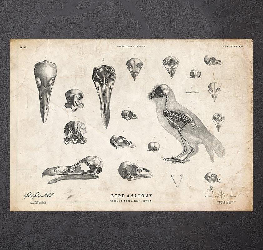 Bird skulls art print
