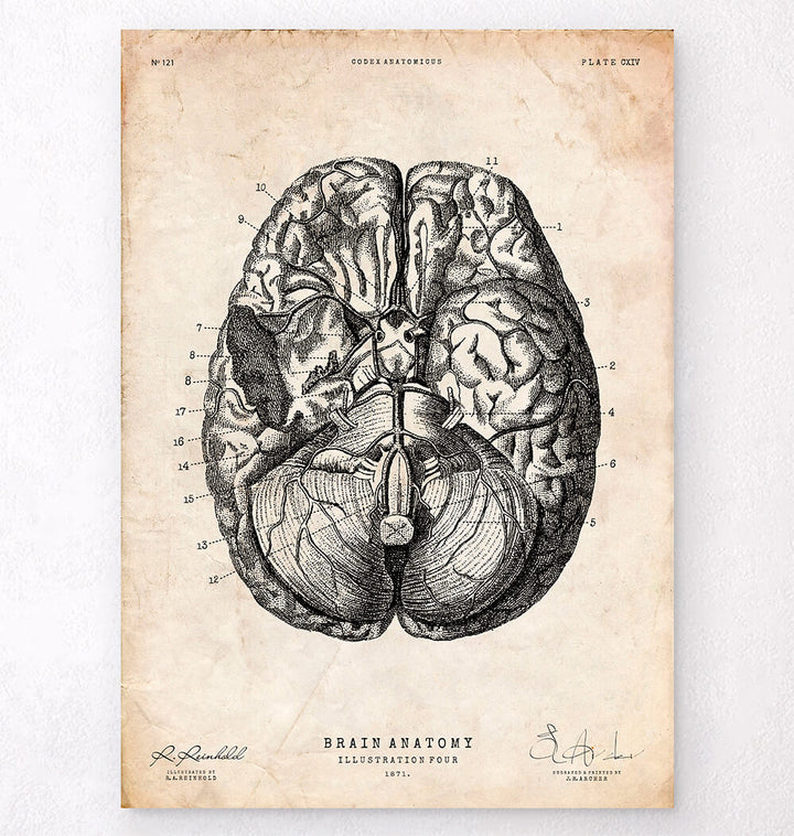 Brain art anatomy poster