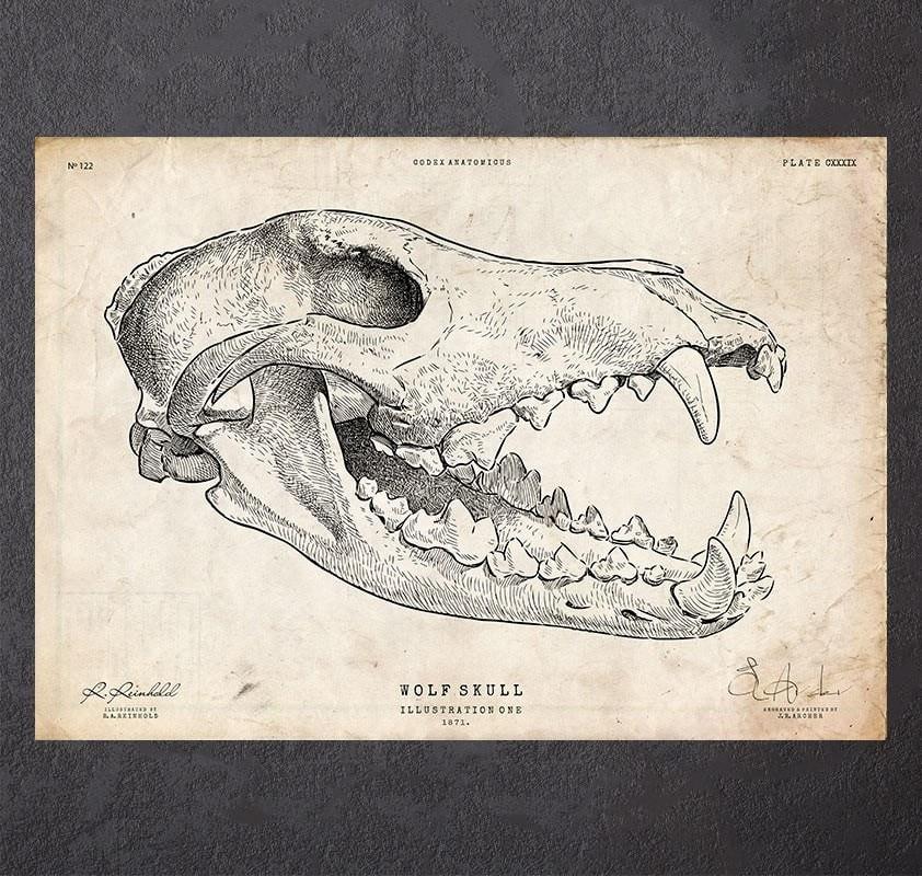 Wolf skull art print