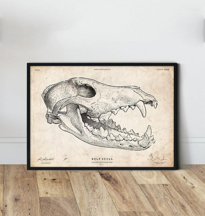 Wolf skull vintage art print by Codex Anatomicus