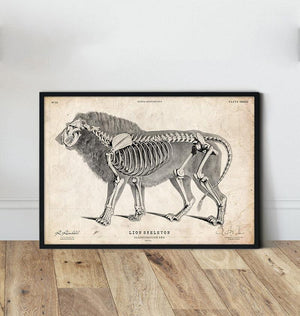 Lion anatomy art print
