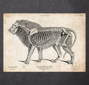 Lion anatomy art print